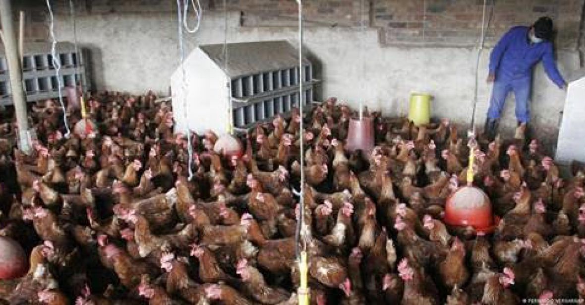 Gripe aviária pode se tornar a próxima pandemia?